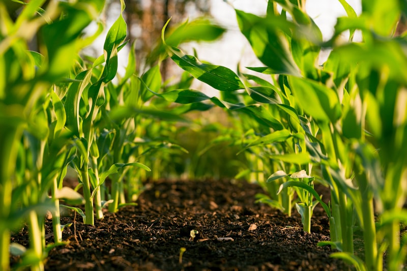 Indian agri products for export